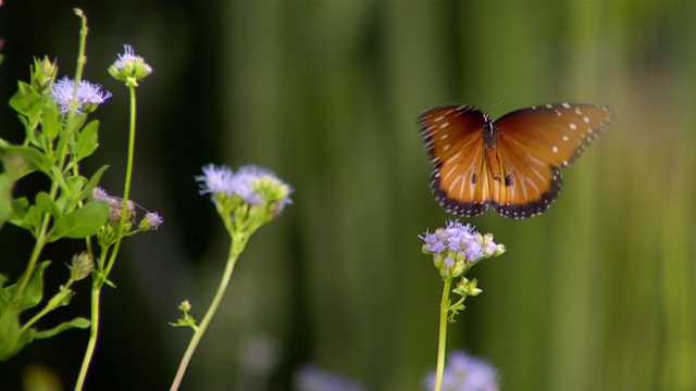 CU SLO MO拍摄帝王蝶从一朵紫色花飞到另一朵紫色花/圣巴巴拉，加利福尼亚州，美国视频下载