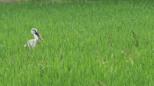 稻田里的亚洲鸟视频素材