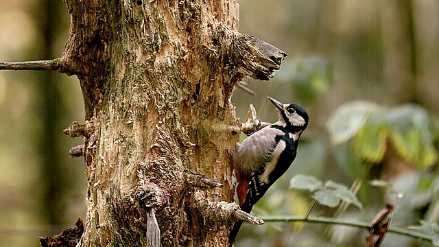 图为大斑点啄木鸟在树洞中寻找食物/法国诺曼底的Vieux Pont en Auge视频素材