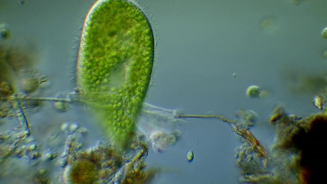 ECU TS Paramecium bursaria(一种纤毛虫原生动物，与绿藻Zoochlorella有互惠共生关系)/ Newcastle Emlyn, Ceredigion，英国视频素材