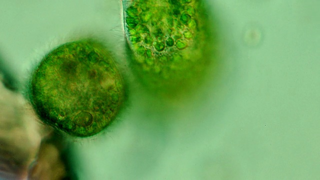 ECU TS Paramecium bursaria(一种纤毛虫原生动物，与绿藻Zoochlorella有互惠共生关系)/ Newcastle Emlyn, Ceredigion，英国视频素材