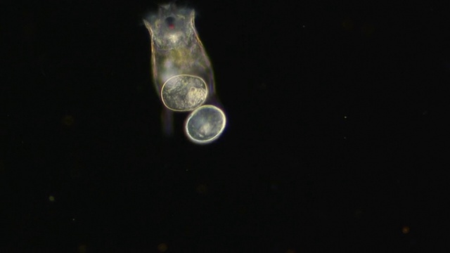 ECU SLO MO拍摄带卵的雌性角化轮虫/纽卡斯尔埃姆林，Ceredigion，英国视频下载