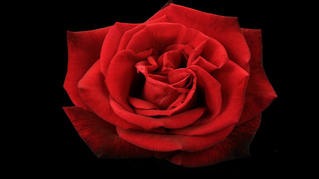 黑色背景上盛开的红玫瑰视频下载