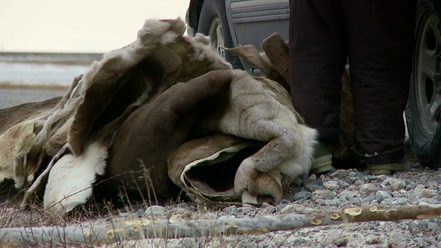 MS拍摄于地面上的一堆动物皮/加拿大努勒维特Arviat视频素材