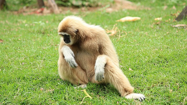 猴子放松视频素材