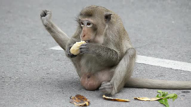 Обезьяна подавилася бананом. Макака с бананом. Обезьянка и бананы. Шимпанзе с бананом.