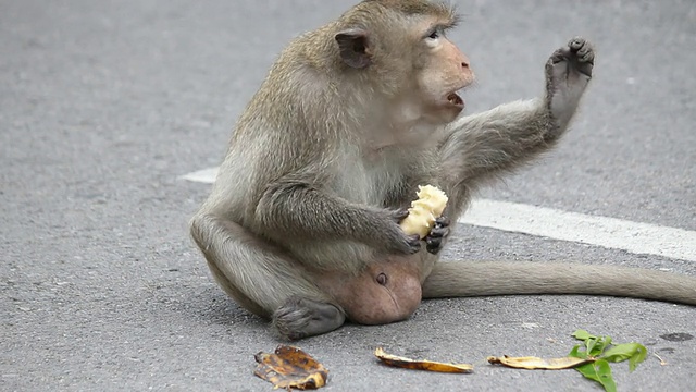 猴子吃香蕉。视频素材