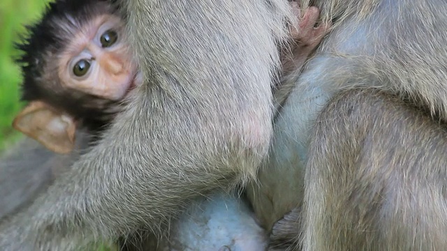 小猴子吃母乳喂养。视频下载