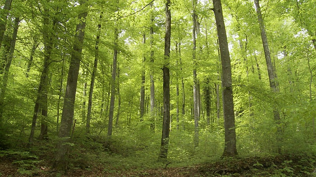 森林四季变换，从早春到嫩绿视频下载