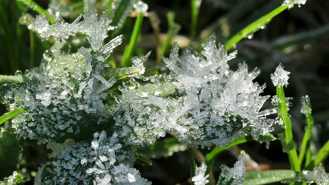冰在植物上融化，变成水滴，时间流逝视频素材