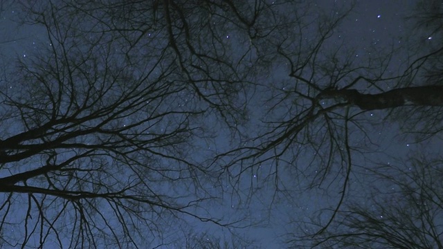 夜晚透过树木的天空视频素材
