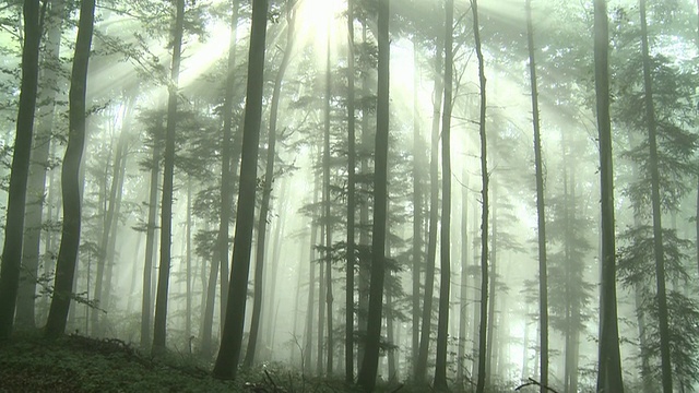 森林里的光线视频素材