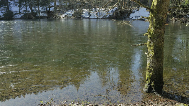 池塘上的薄冰融化了，梭鱼游到冰天雪地视频素材