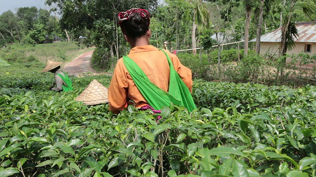 在亚洲，印度次大陆，孟加拉国，Sylhet地区，sremangal茶园附近的妇女正在采摘茶叶。视频下载
