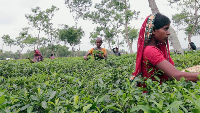 孟加拉妇女(茶工)在Sreemangal附近的茶园采摘茶叶，Sreemangal, Srimangal，孟加拉国，印度次大陆，亚洲视频下载