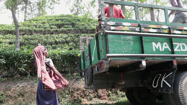 新采摘的茶叶直接从茶园运送到现场生产设施sremangal (Srimangal)， sremangal位于孟加拉国、印度次大陆、亚洲的Sylhet地区视频下载