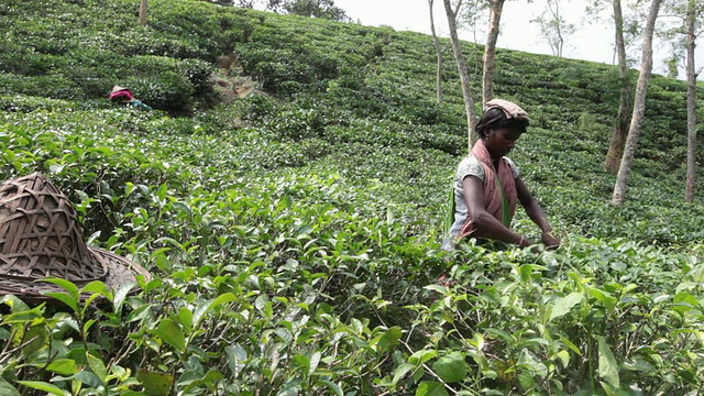 在亚洲，印度次大陆，孟加拉国，Sylhet地区，sremangal茶园附近的妇女正在采摘茶叶视频下载