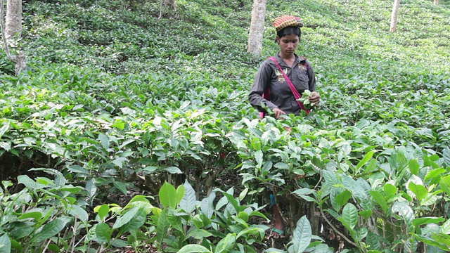 在亚洲，印度次大陆，孟加拉国，Sylhet地区，sremangal茶园附近的妇女正在采摘茶叶视频下载