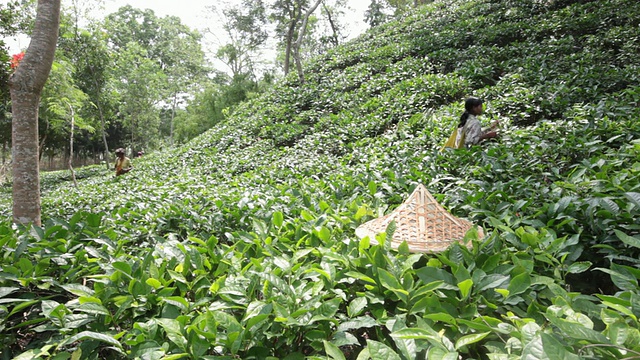 在亚洲，印度次大陆，孟加拉国，Sylhet地区，sremangal茶园附近的妇女正在采摘茶叶。视频下载