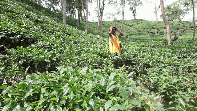 妇女(茶工)在Sreemangal (Srimangal)附近的茶园采摘茶叶，Sreemangal区，孟加拉国，印度次大陆，亚洲视频下载