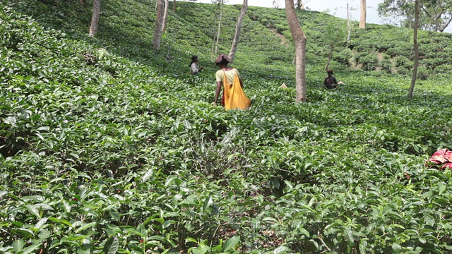 妇女(茶工)在Sreemangal (Srimangal)附近的茶园采摘茶叶，Sreemangal区，孟加拉国，印度次大陆，亚洲视频下载