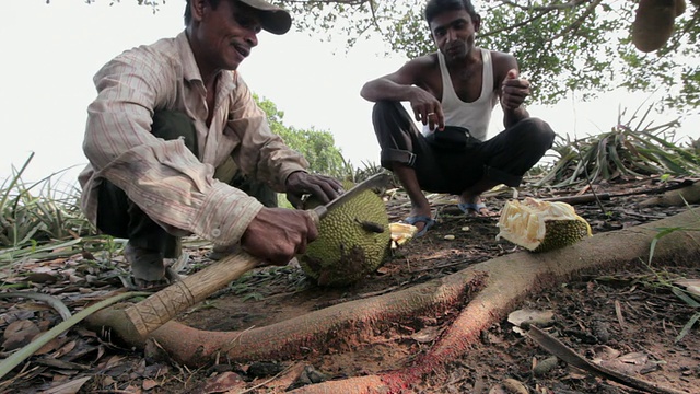 亚洲，孟加拉，印度次大陆，西里赫特区，泛苹果种植园工人正在切菠萝蜜视频下载