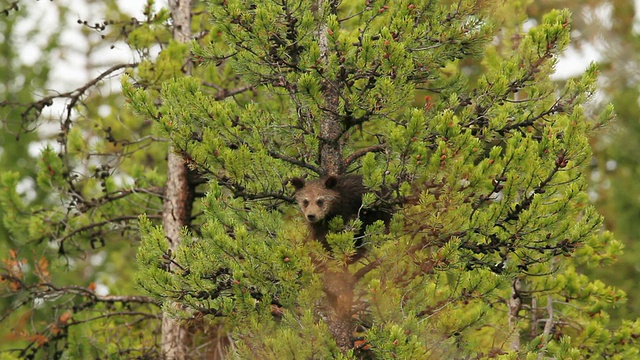 灰熊幼崽爬在松树上的照片/美国怀俄明州提顿斯视频素材