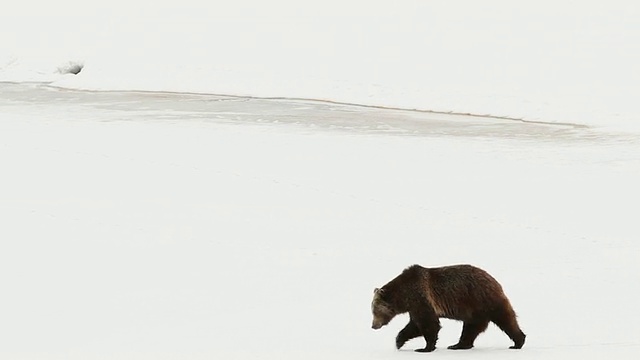 灰熊在冰冻的河流附近行走的照片/美国怀俄明州的提顿斯视频素材