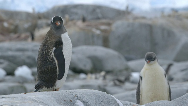南极洲雪/南极洲半岛上的巴布亚企鹅视频素材