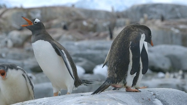 南极洲雪/南极洲半岛上的巴布亚企鹅视频素材