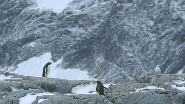 WS巴布亚企鹅群落/南极洲半岛，南极洲视频素材