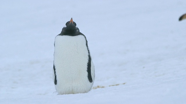 巴布亚企鹅殖民地/南极洲半岛，南极洲视频素材