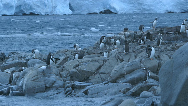 巴布亚企鹅殖民地/南极洲半岛，南极洲视频素材