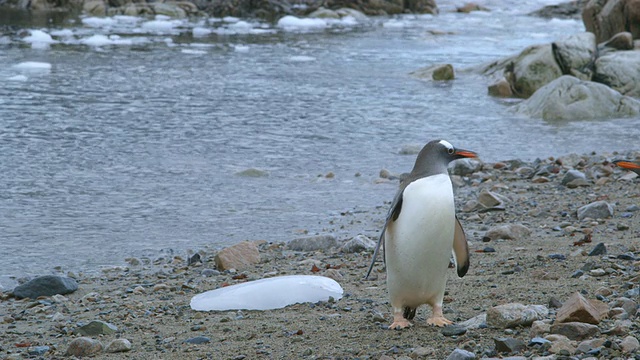 巴布亚企鹅从南极洲的海洋/南极半岛出现视频素材