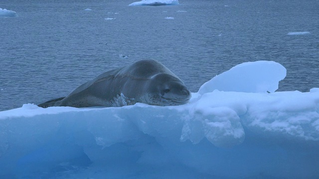 南极冰山/南极半岛上的MS豹海豹视频下载