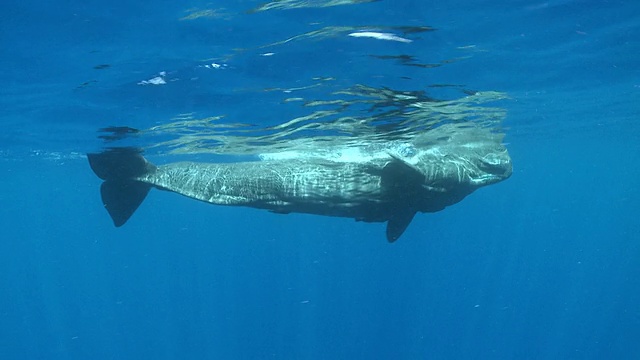 MS TS抹香鲸成对游泳和下降/加勒比，多米尼加视频素材