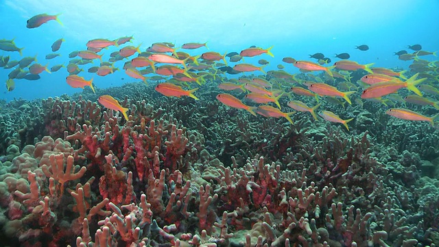 MS POV黄色鲷鱼在珊瑚礁/夏威夷，美国视频下载
