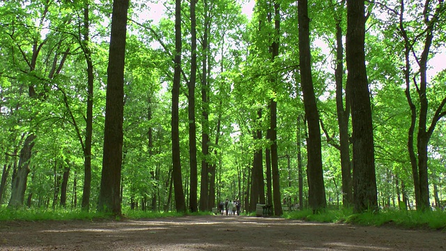 俄罗斯圣彼得堡Peterhof公园中通向树木的小路视频下载