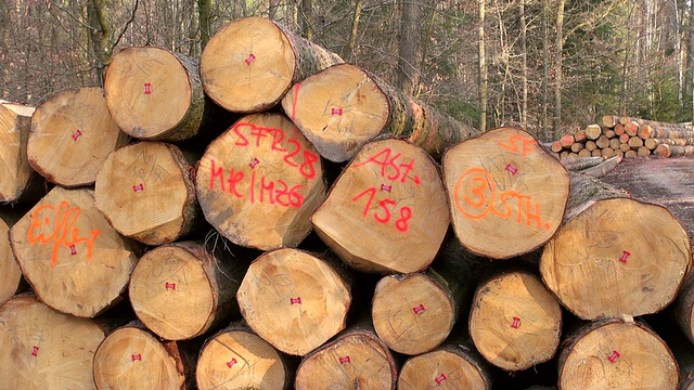 这是德国萨尔州奥肖尔茨森林的一堆树林视频素材