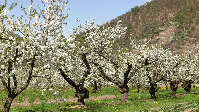 德国莱茵兰-普法尔茨山区开花苹果树(苹果)的MS照片视频素材