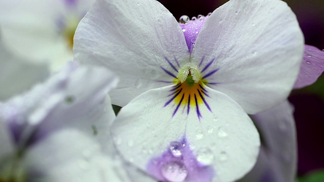 ECU在黄紫罗兰(viola cornuta)花上的水滴拍摄/德国莱茵兰-普法尔茨卡斯泰尔-施塔特视频下载