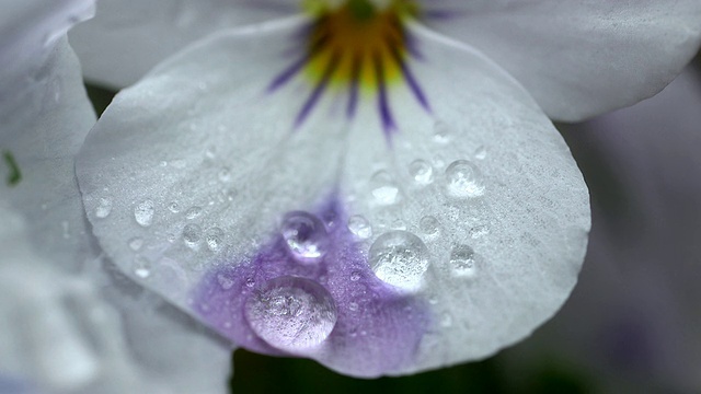 ECU在黄紫罗兰(viola cornuta)花上的水滴拍摄/德国莱茵兰-普法尔茨卡斯泰尔-施塔特视频下载