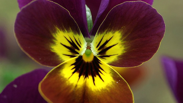 ECU棕色紫罗兰(viola cornuta) /德国莱茵兰-普法尔茨卡斯特尔-施塔特视频下载