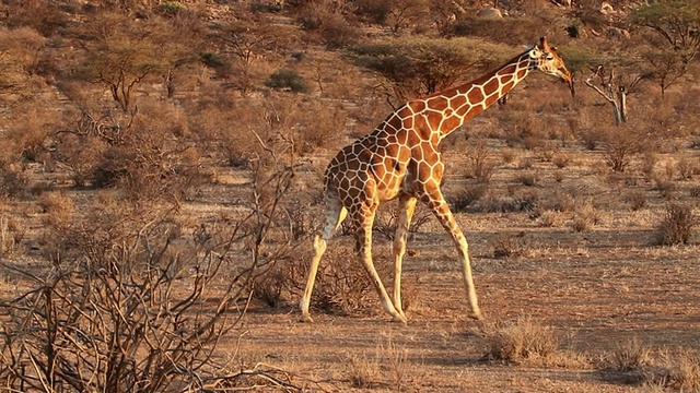网状长颈鹿(长颈鹿camelopardalis reticulata)行走在一个干燥的草原上视频素材