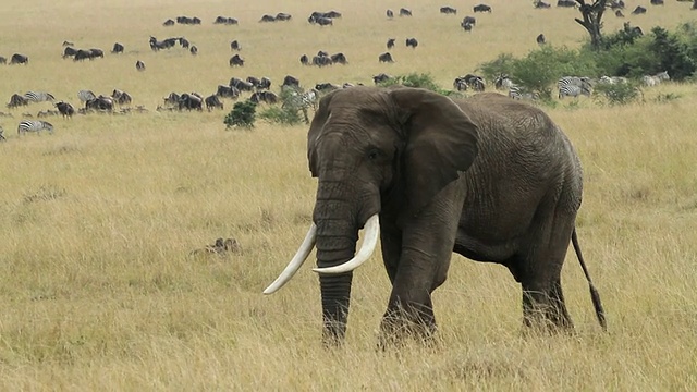 非洲象在空旷的黄色大草原上行走，后面是一大群角马视频素材