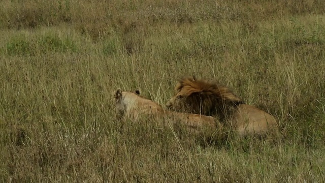 草原上的一只狮子和两只母狮子，一只母狮子接近公狮子进行短暂的交配视频素材
