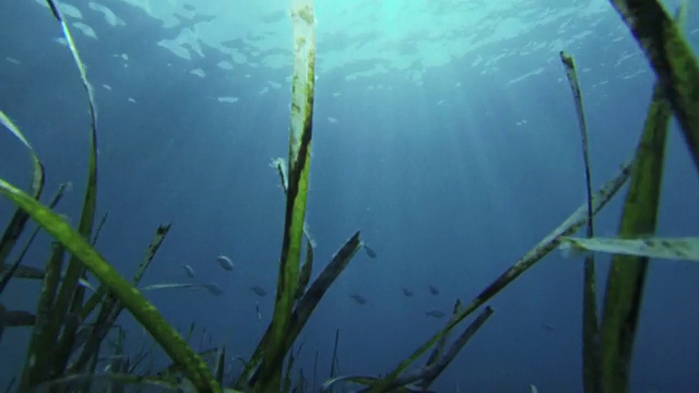 自由潜水者在深渊中捕鱼视频素材