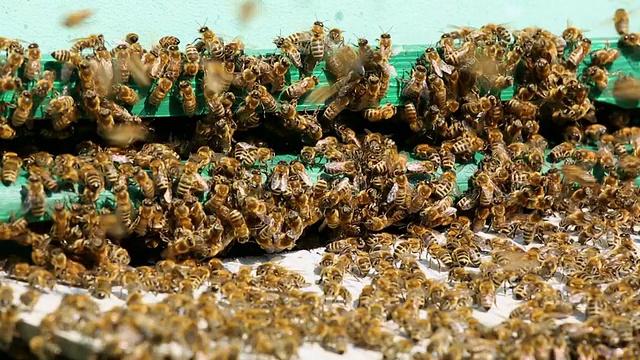许多蜜蜂在蜂箱前飞行+音频视频素材