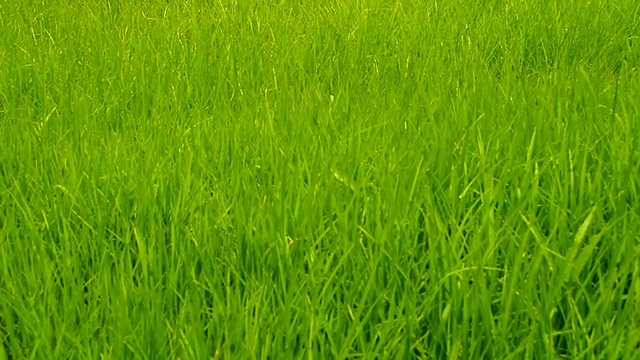 鹤射:草地视频素材