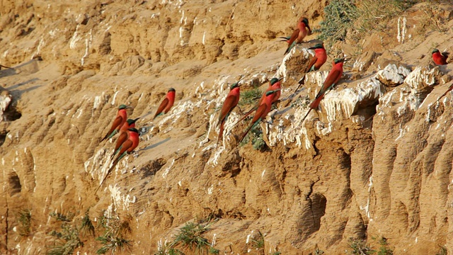 在赞比亚东部的卢库兹，胭红蜂食鸟飞回它们雕刻在河边的巢穴视频下载
